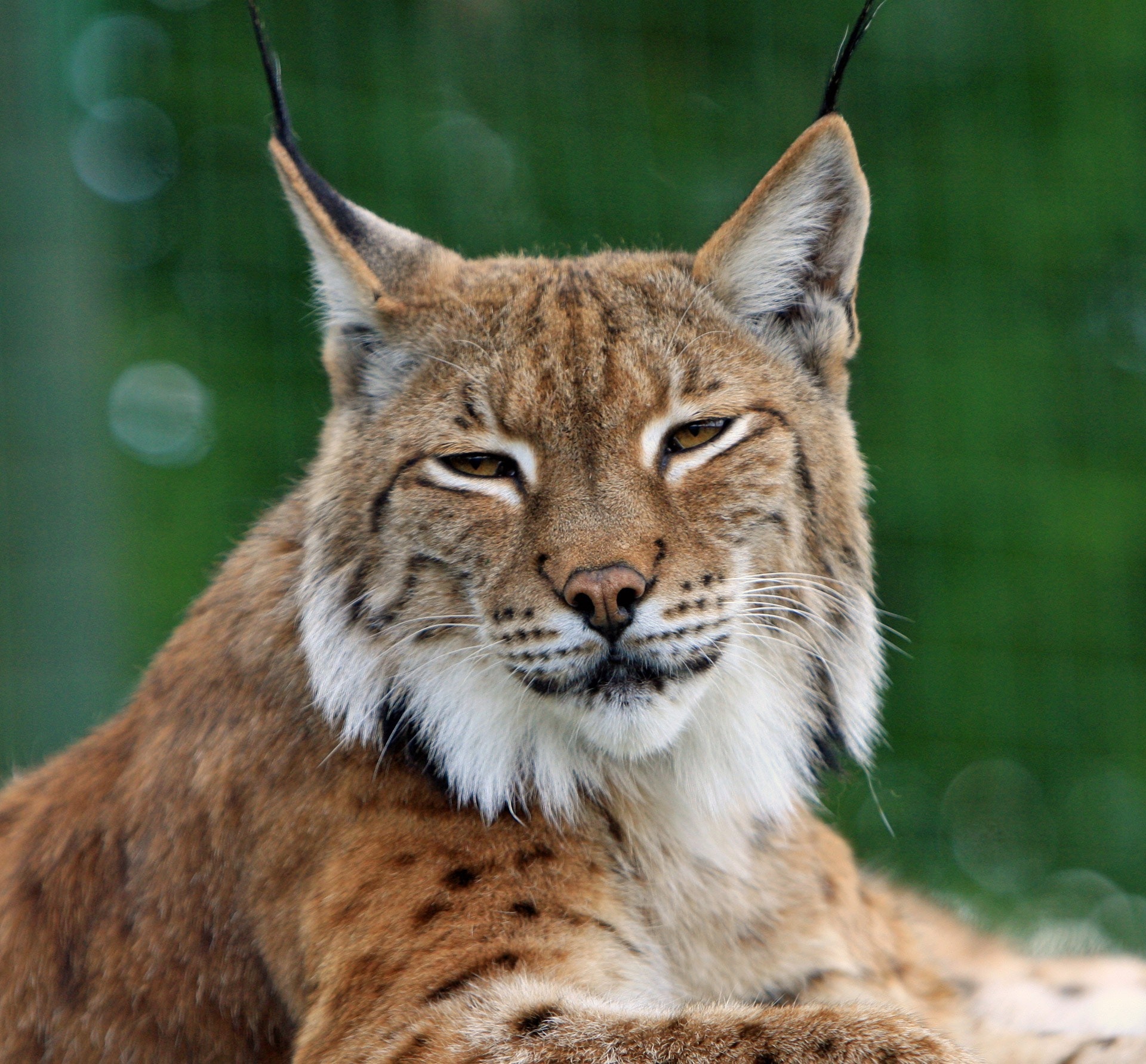 Picture of a lynx